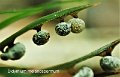 Didymium melanospermum-amf1981-1